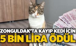 Zonguldak’ta kayıp kedi için 5 bin lira ödül