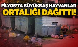 Filyos'ta büyükbaş hayvanlar ortalığı dağıttı!
