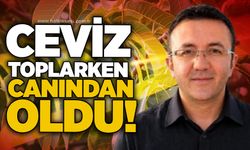 Ceviz toplarken canından oldu!