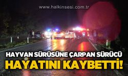 Hayvan sürüsüne çarpan sürücü hayatını kaybetti!