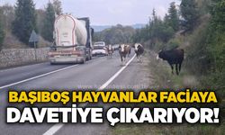 Başıboş hayvanlar facia davetiye çıkarıyor!