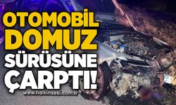 Domuz sürüsüne çarpan otomobilde 2 kişi yaralandı