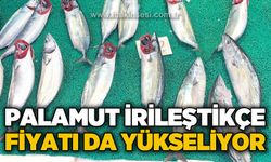 Palamut irileştikçe fiyatı da yükseliyor