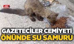 Gazeteciler Cemiyeti önünde su samuru