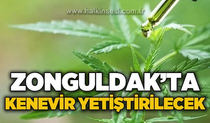 Zonguldak'ta kenevir üretilecek
