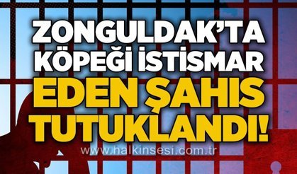 Zonguldak'ta sokak köpeğini istismar eden şahıs tutuklandı