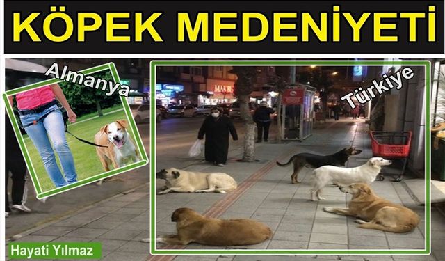 KÖPEK MEDENİYETİ