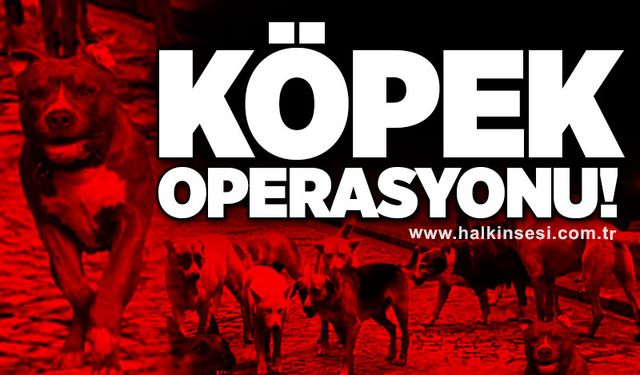 Köpek operasyonu!