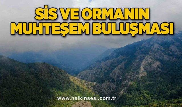 Sis ve ormanın muhteşem buluşması