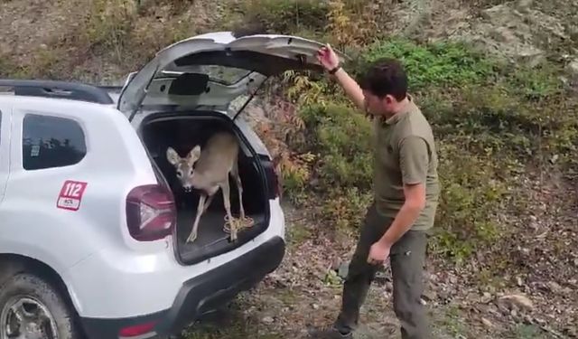 Kastamonu’da tedavileri tamamlanan yaban hayvanları yeniden doğaya salındı