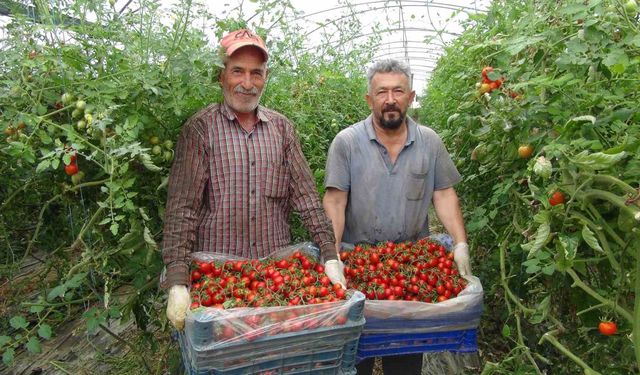 Örtü altı domateste hasatta sona yaklaşıldı