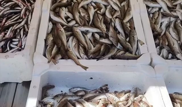 Mezgit ve istavrit tezgahları süsledi