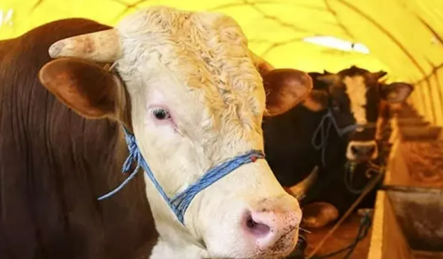 Kurbanda hisse fiyatları açıklandı