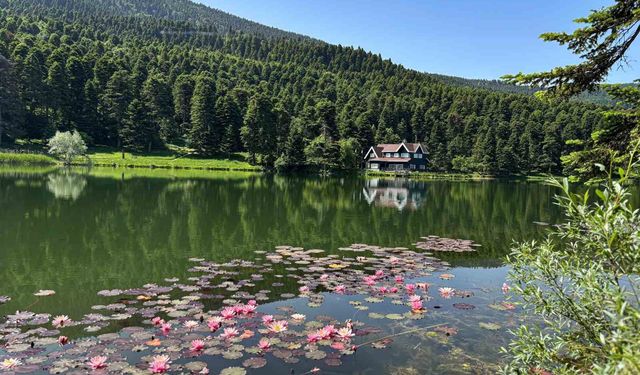 Bolu’da yangın riskine karşı ormanlık alanlara giriş yasaklandı