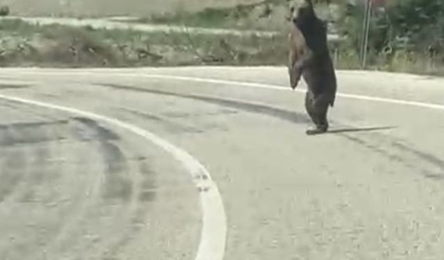 Bolu’da kara yoluna çıkan ayı cep telefonuna yansıdı