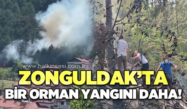 Zonguldak'ta bir orman yangını daha!