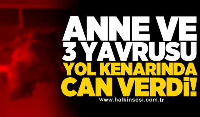 Anne ve 3 yavrusu yol kenarında can verdi!