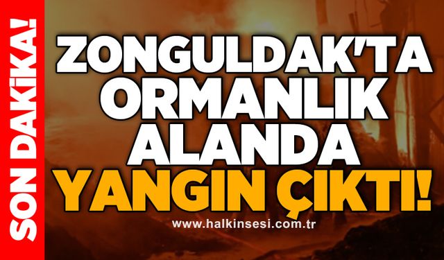 Zonguldak'ta ormanlık alanda yangın çıktı!