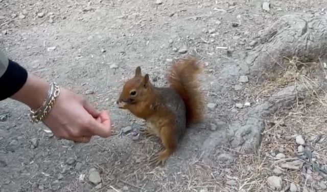 Piknikçilere sürpriz ziyaret: Sincabı elleriyle beslediler