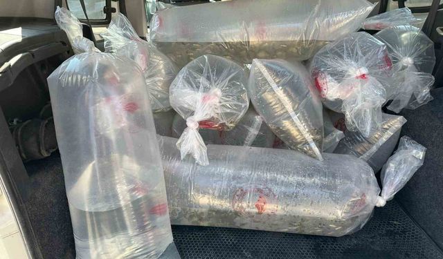 Bolu’da üretilen yavru sazanlar Türkiye’nin dört bir yanına gönderildi