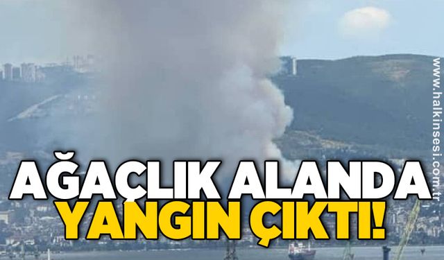 Ağaçlık alanda yangın çıktı!