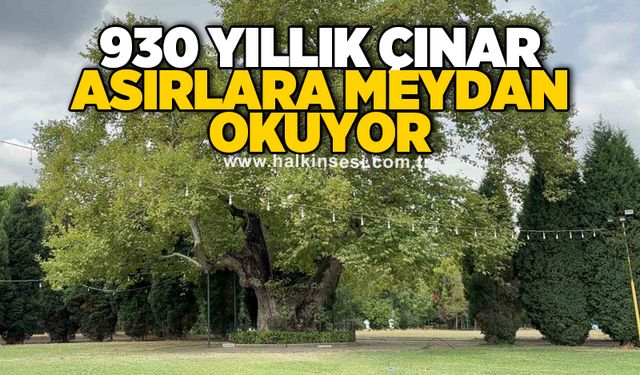 930 yıllık çınar asırlara meydan okuyor