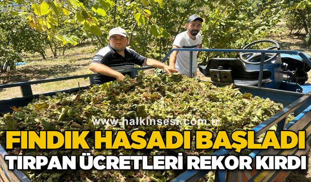 Fındık hasadı başladı, tırpan ücretleri rekor kırdı