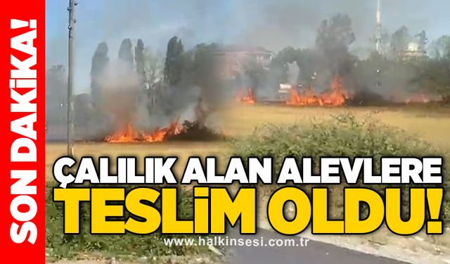 Çalılık alan alevlere teslim oldu!