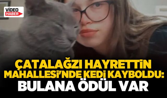 Çatalağzı Hayrettin Mahallesi'nde Kedi Kayboldu: Bulana Ödül Var