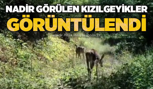 Nadir görülen kızıl geyikler görüntülendi