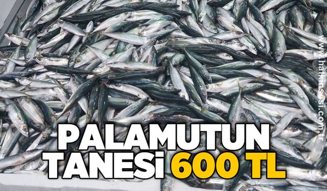 Palamutun tanesi 600 TL