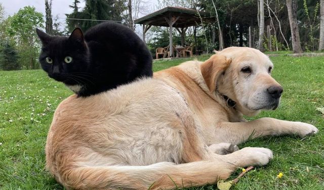 800 tona yakın kedi köpek maması ihraç edildi