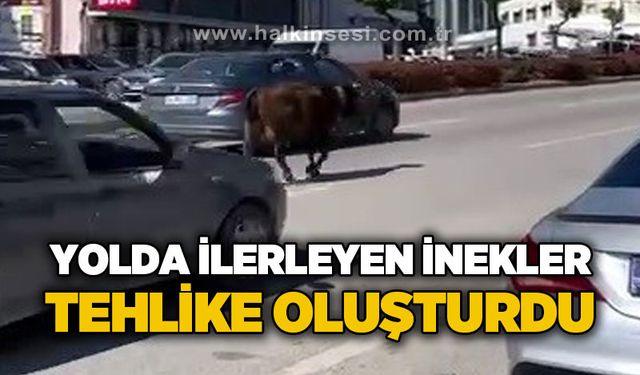 Yolda ilerleyen inek tehlike oluşturdu