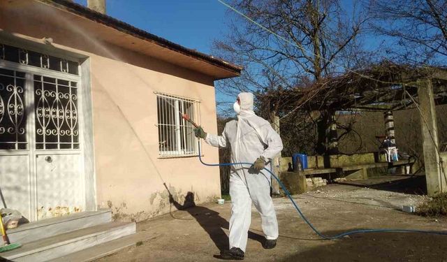 Kahverengi kokarca ile kışlak mücadelesi devam ediyor