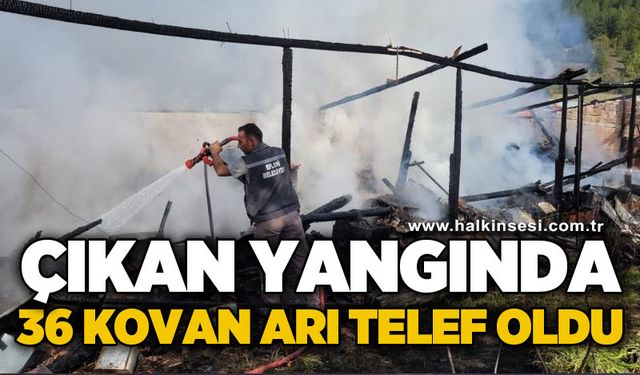 Yangında 36 kovan arı telef oldu