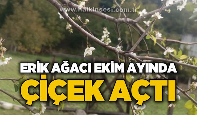 Erik ağacı ekim ayında çiçek açtı