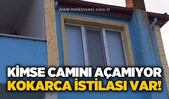 Kahverengi kokarca istilası kabusa dönüştü