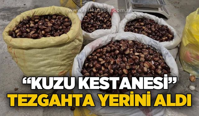 Kuzu kestanesi tezgahta yerini aldı