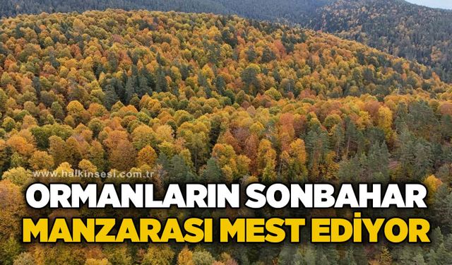 Ormanlardaki sonbahar renkleri mest ediyor