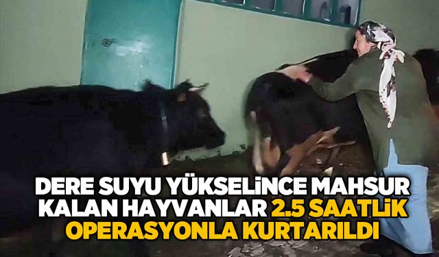 Dere suyu yükselince mahsur kalan hayvanlar 2.5 saatlik operasyonla kurtarıldı