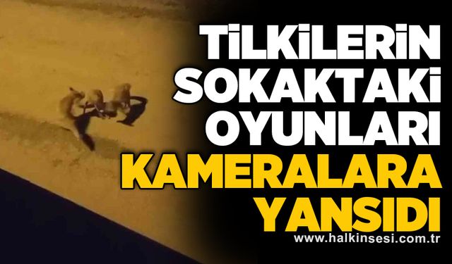 Tilkilerin sokaktaki oyunları kameralara yansıdı