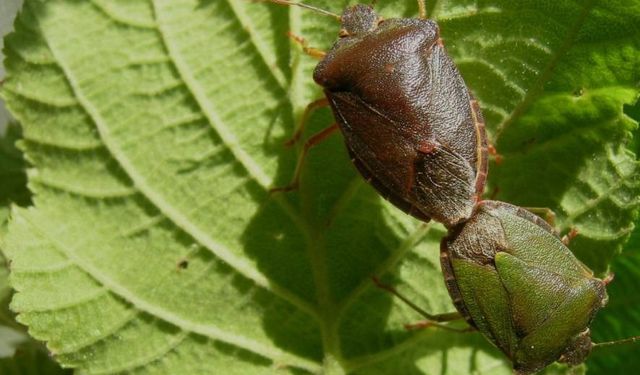 Ziraat Odası: Kurumlara güvenelim ve destek olalım