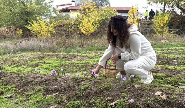 Safranın kilosu 600 bin TL