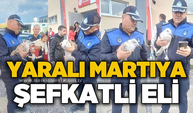 Yaralı martıya şefkat eli