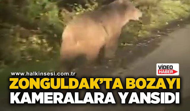 Zonguldak'ta bozayı kameralara yansıdı