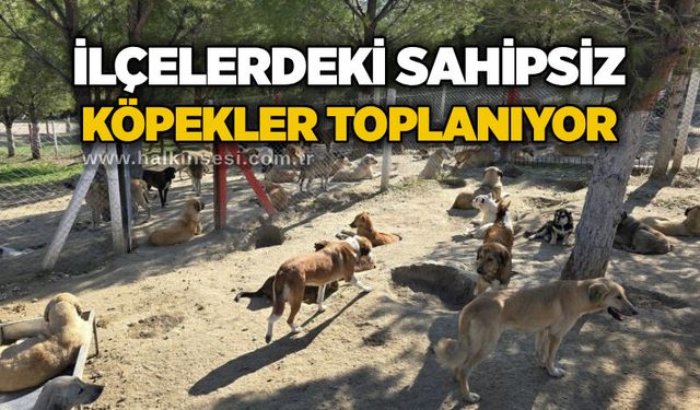 İlçelerdeki sahipsiz köpekler toplanıyor