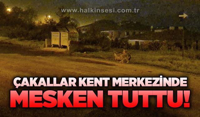Çakallar kent merkezinde mesken tuttu