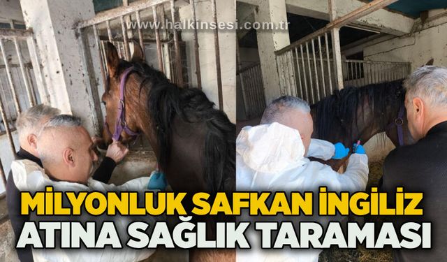 Milyonluk safkan İngiliz atına sağlık taraması