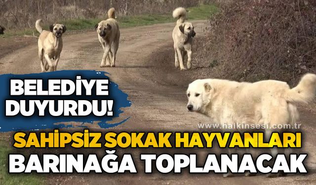 Belediye duyurdu: Sahipsiz sokak hayvanları barınağa toplanacak
