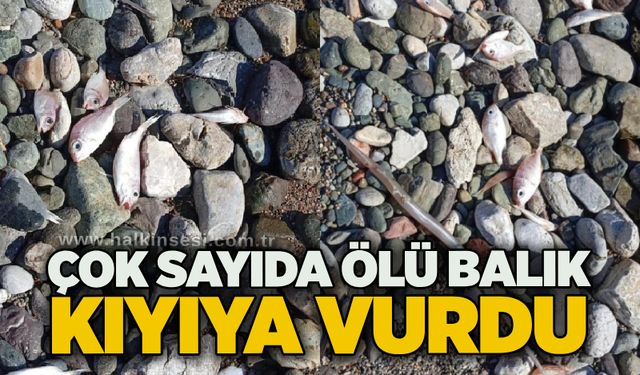 Çok sayıda ölü balık kıyıya vurdu
